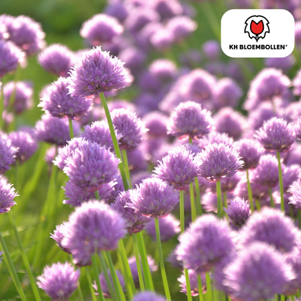 Allium Carolinianum - Bulbos de flor - 15x