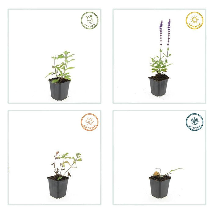 Salvia nemorosa 'Caradonna' - Bossalie - ↕10-25cm - Ø9cm - 60x