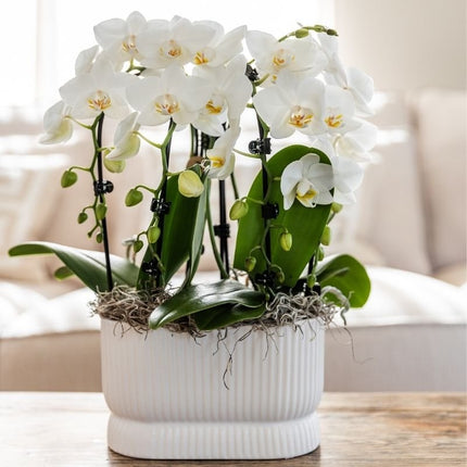Kolibri Orchids | Witte Phalaenopsis orchidee - Niagara Fall White - bloeiende kamerplant - vers van de kweker - Ø9cm