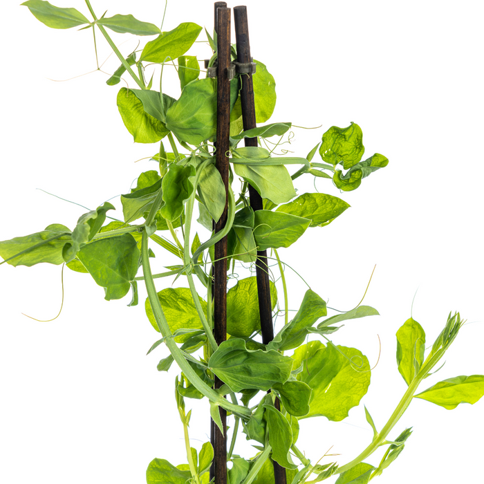 Lathyrus Odoratus - ↕60cm - Ø13 cm - 4x