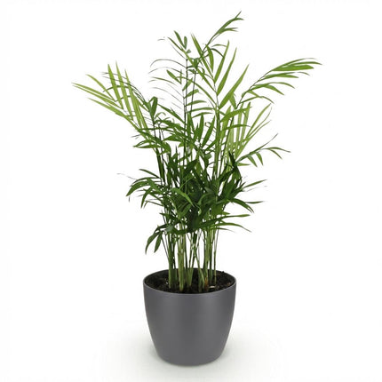 Chamaedorea elegans - Golden Palm - with grey plant pot - ↕15cm - Ø12cm