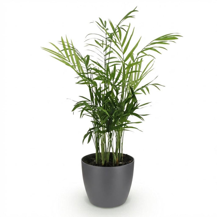 Chamaedorea elegans - Goudpalm - met grijze plantenpot - ↕15cm - Ø12cm