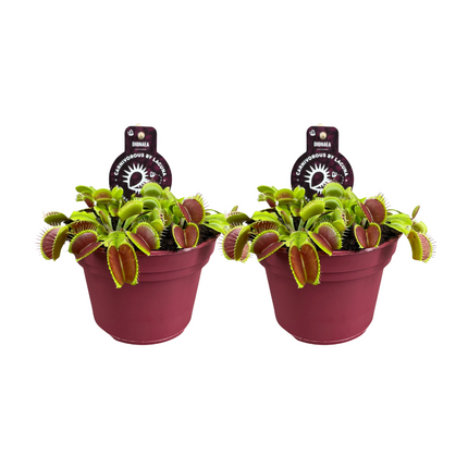 Dionée attrape-mouche (Dionaea Muscipula) - ↕12cm - Ø12cm - 2x