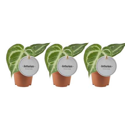 Anthurium Silver Blush - ↕15cm - Ø6cm - 3 st