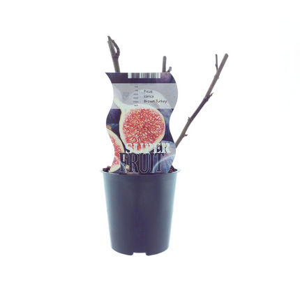 Ficus Brown Turkey (Fig) - ↕30cm - Ø12cm