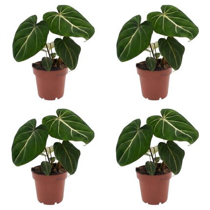 Philodendron Gloriosum - Glorie Philodendron - ↕25cm - Ø12cm - 4x