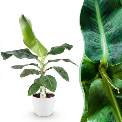Musa acuminata Dwarf Cavendish - Banana plant - with white plant pot - ↕70-75cm - Ø21cm