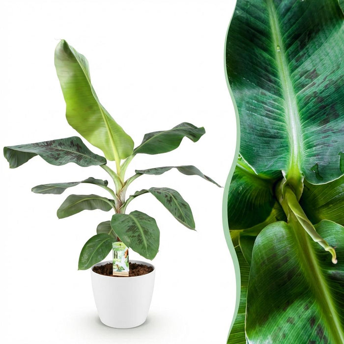 Musa acuminata Dwarf Cavendisch - Bananenplant - met witte plantenpot - ↕70-75cm - Ø21cm