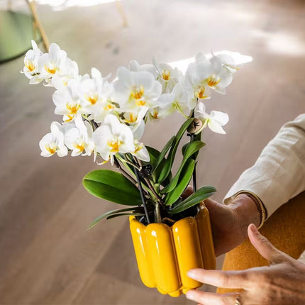 Kolibri Orchids | Combi Deal - 2 Witte Phalaenopsis Orchideeën Blossom Lausanne - Ø9 cm