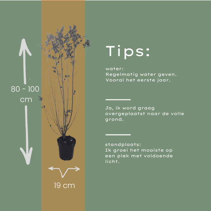 Ligustrum Ovalifolium - Ligusterhaag - Palletdeal - ↕80-100cm - Ø19cm - 50x