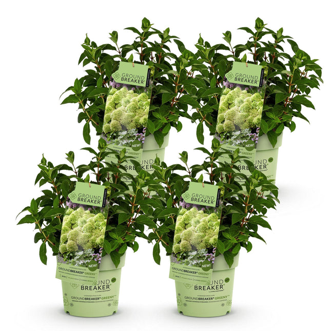Hydrangea panniculata Groundbreaker Greeny - Pluimhortensia - Creme - ↕20-25cm - Ø14cm - 4x