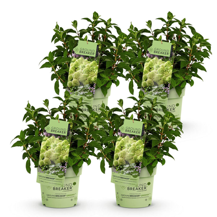 Hydrangea panniculata Groundbreaker Greeny - Pluimhortensia - Creme - ↕20-25cm - Ø14cm - 4x