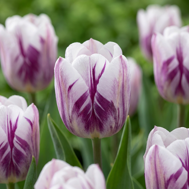 30x Tulipa Flaming Flag - Bloembollen - Tulp Vlammende Vlag - Wit en Paars - Voorjaarsbloeier - Bolmaat 11/12