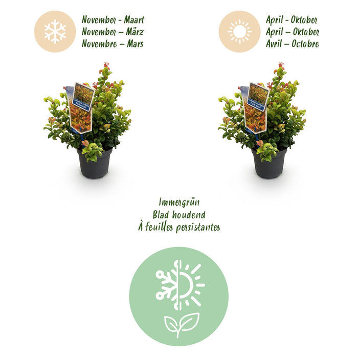 Leucothoe Curly Duo - Geel & Rood - 2 Planten - Groenblijvend - Weinig Onderhoud - Pot 17cm Hoogte 40cm