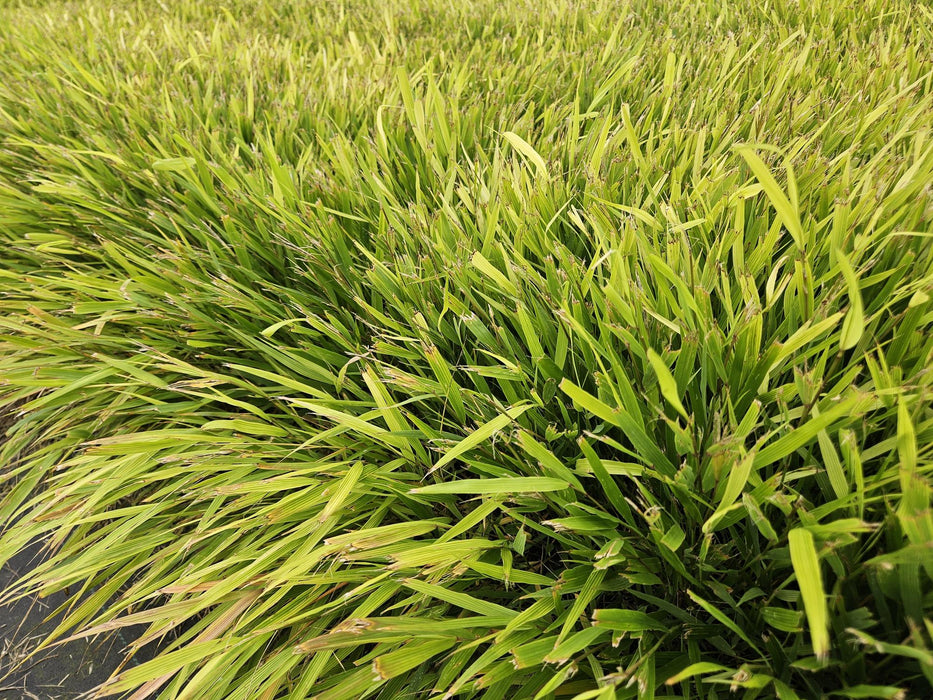 Hakonechloa Macra - Japans Berggras - ↕10-25cm - Ø9cm - 20x