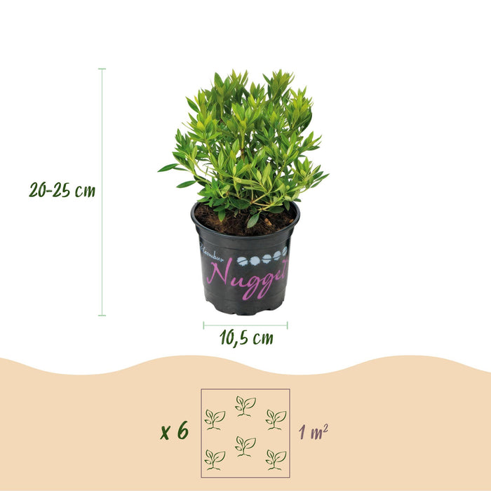 Dwerg Rhododendron - Rhododendron Bloombux Light Pink - Bloeiende Buxus - Licht Roze Bloem - ↕20-25cm - Ø10,5cm
