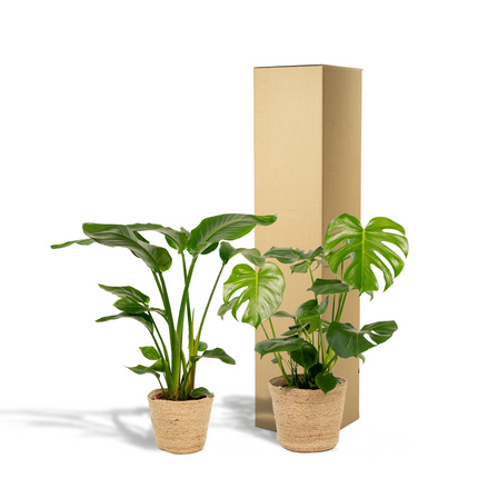 Strelitzia Nicolai - ↕85cm - Ø19cm + Monstera Deliciosa + Mand Selin - ↕75cm - Ø21cm
