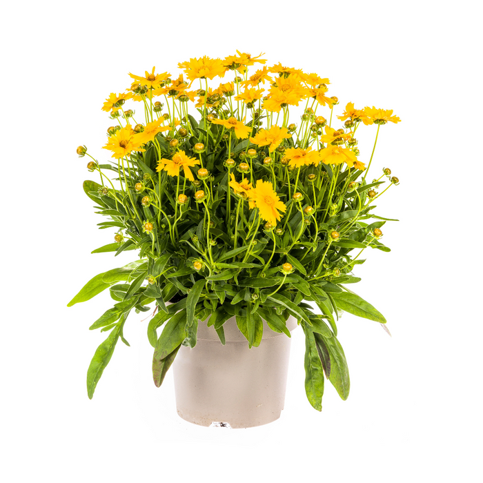 Coreopsis Grandiflora - Meisjesogen - ↕50-60cm - Ø19cm