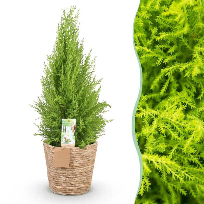 Cupressus Gold Crest Wilma - Kamer conifeer - met mand - Pot 21cm - Hoogte 85-95cm