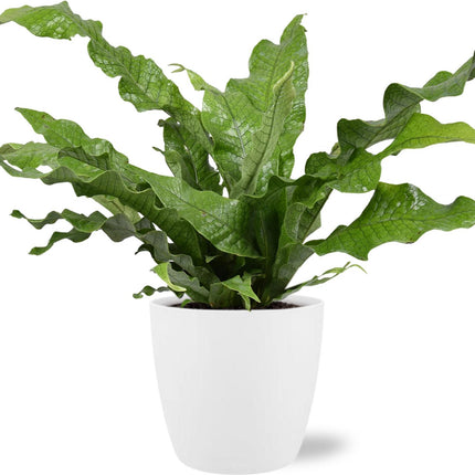 Microsorum Diversifolium - Ø17cm - ↕45cm + Vaso Brussels D18x17cm - Bianco