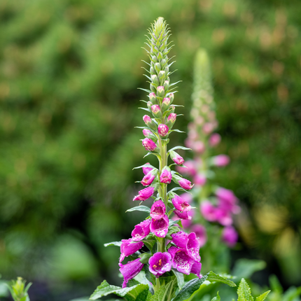 Vingerhoedskruid - Digitalis purpurea - ↕10-25cm - Ø9cm - 48x