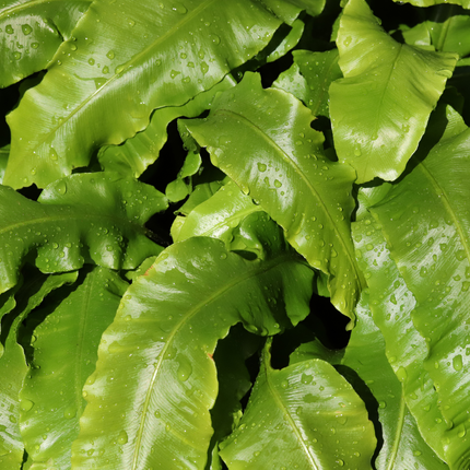 Tongvaren - Asplenium scolopendrium - ↕10-25cm - Ø9cm - 48x