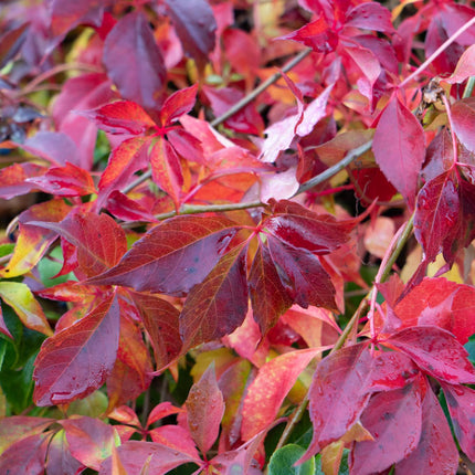 Parthenocissus henryana - Parra virgen - ↕65cm - Ø15cm