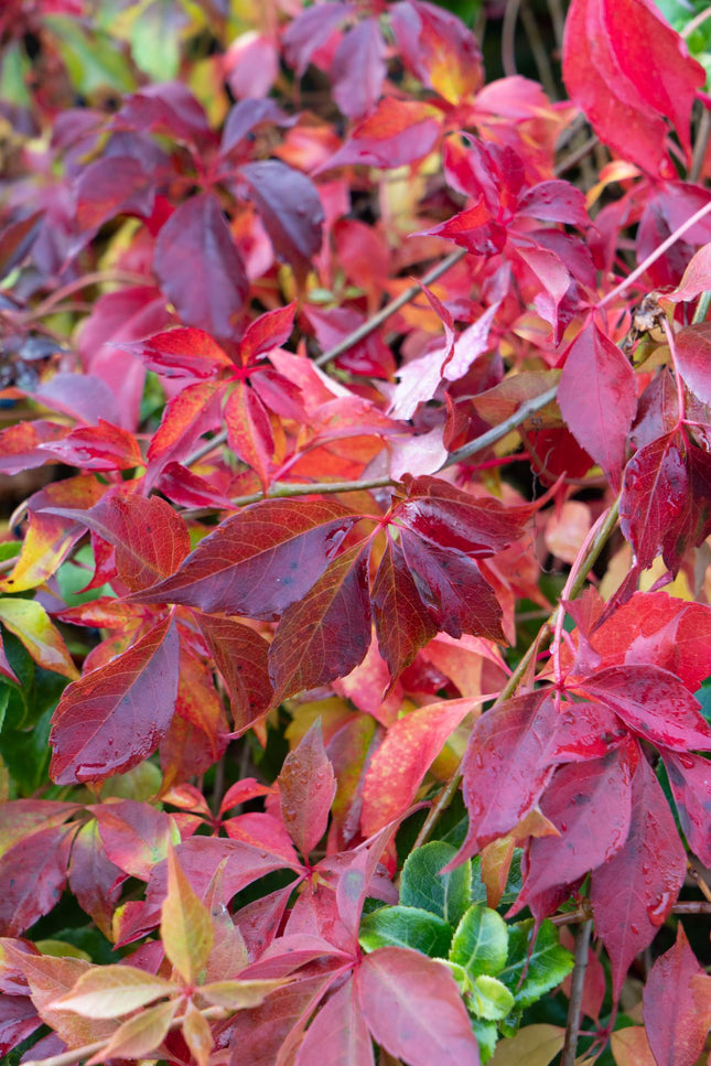 Parthenocissus henryana - Liane sauvage chinoise - Ø15cm - ↕65cm