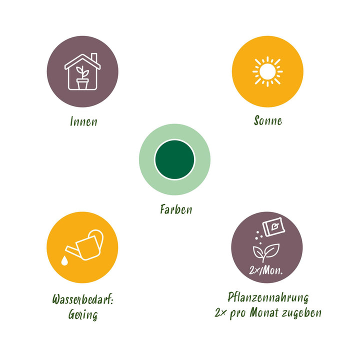 Euphorbia Eritrea - Afrikaanse melkboom - ↕70cm - Ø19cm