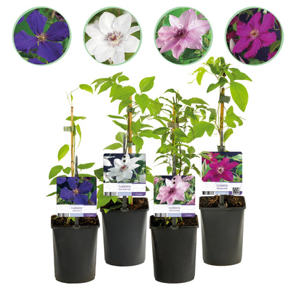 Clematis Rainbow - Clematis - Flor rosa, blanca, morada y roja - ↕40cm - Ø11cm - 4x