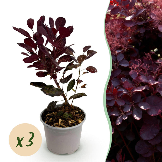 Cotinus coggygria Lilla - Røget træ - Lilla - ↕35cm - Ø12cm - 3x