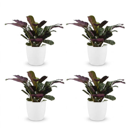 Ctenanthe Burle Marxii - Visgraatplant - 4x - met Potter Wit - Pot 12cm - Hoogte - 30cm