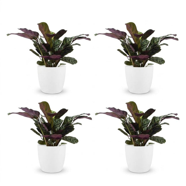 Ctenanthe Burle Marxii - Planta de espiga - 4 unidades - con maceta de cerámica blanca - Maceta de 12 cm - Altura: 30 cm