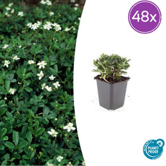 Collection image for: Gänsegans (Potentilla Tridentata)