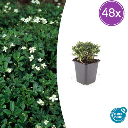 Potentilla tridentata 'Nuuk' - Ganzerik - ↕10-25cm - Ø9cm - 48x