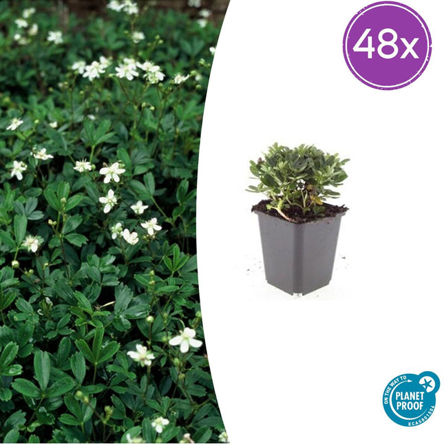 Potentilla tridentata 'Nuuk' - Ganzerik - ↕10-25cm - Ø9cm - 48x