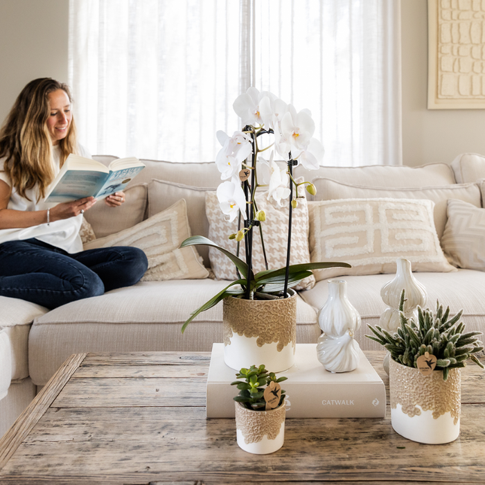 Kolibri Orchids | Giftset Bloom Sand | Witte Lausanne orchidee Ø9cm + groene plant Ø6cm – incl. keramieke sierpotten & wit dienblad – vers van de kweker