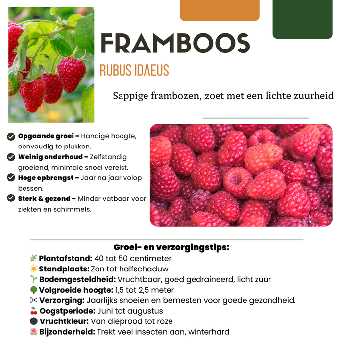 Fruitplanten mix Biologisch - set van 4 verschillende soorten - ↕20-25cm - Ø13cm "Zomervruchten"