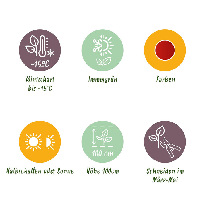 Nandina Blush Pink - Donker Roze - 1 Plant - Groenblijvend - Weinig Onderhoud - Pot 17cm Hoogte 40cm