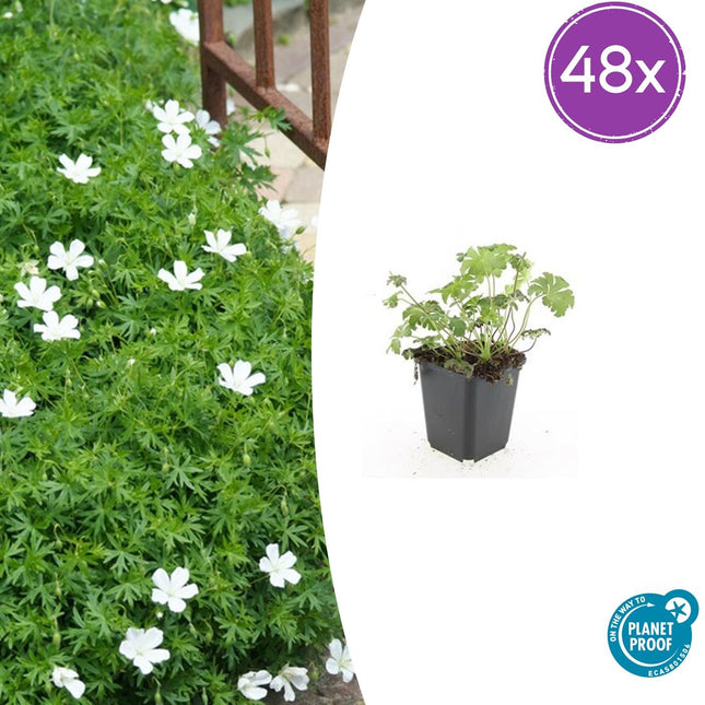 Geranium sanguineum 'Album' - ↕10-25cm - Ø9cm - 48x