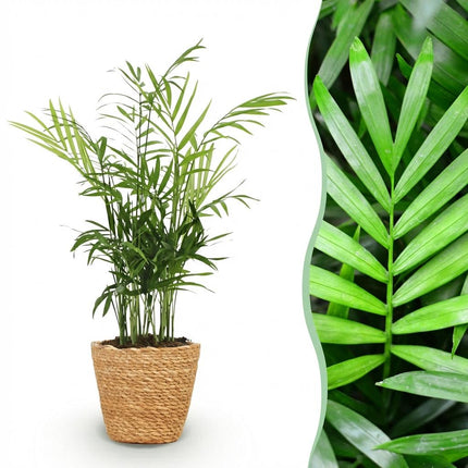 Chamaedorea elegans - Guldpalme - med kurv - ↕15cm - Ø12cm