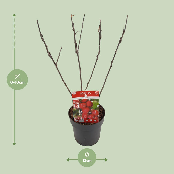 Malus 'Appletini' - Ø13cm - ↕10cm