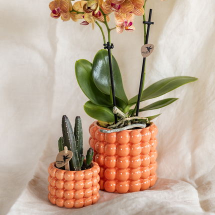 Valmue-appelsin plantesæt | Orange phalaenopsis, jamaicansk orkidé og sukkulent inkl. dekorative keramiske potter