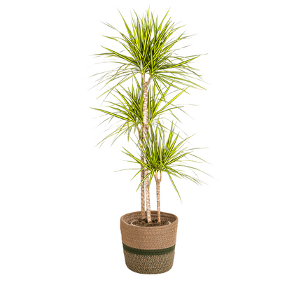 Dracaena Marginata Sunray con cesta - ↕130-150cm - Ø24cm