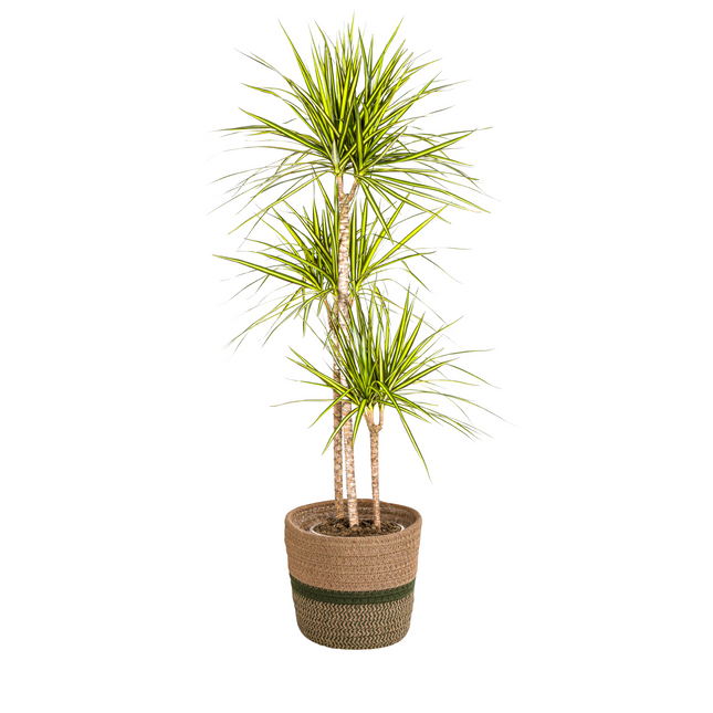 Dracaena Marginata Sunray met mand - ↕130-150cm - Ø24cm