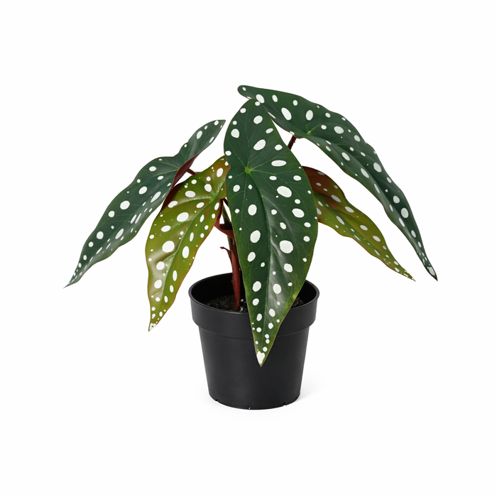 Plante artificielle Begonia maculata - ↕24cm