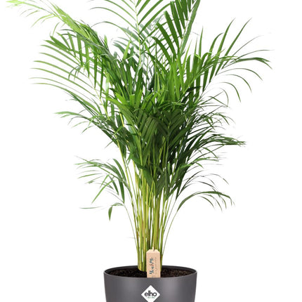 Dypsis lutescens (Areca) – ↕110 cm – Ø24 cm + Topf Brüssel D25x23 cm – Anthrazit