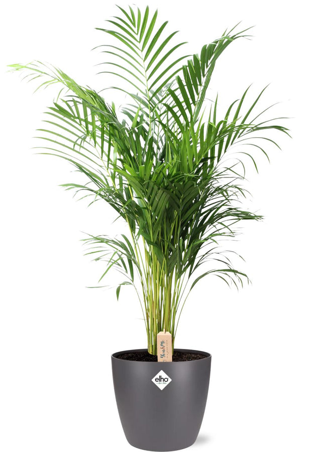 Dypsis Lutescens (Areca) - ↕110cm - Ø24cm + Vaso Brussels D25x23cm - Antracite