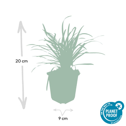 Liriope muscari 'Big Blue' - Erba giglio - ↕10-25cm - Ø9cm - 6x