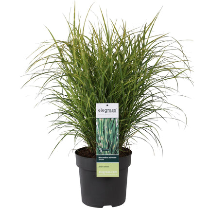 Miscanthus sinensis Strictus - Prachtriet - ↕60cm - Ø23cm